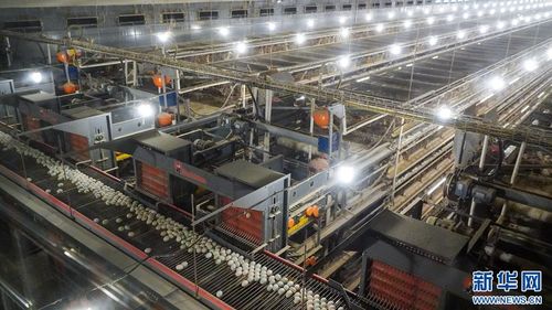 从果盘到金蛋 福建永泰农业经济的焕新之路